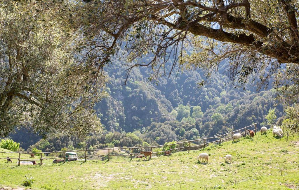 Magia Dell'aspromonte Bed & Breakfast *